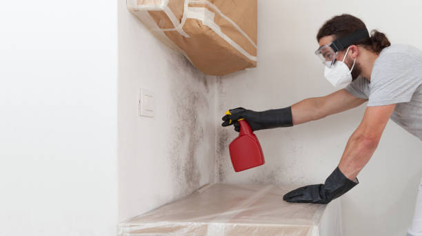 Professional Basement Mold Remediation technician working in Orrstown, PA