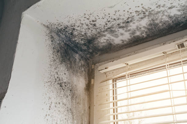 Affordable Basement Mold Remediation solutions in Orrstown, PA
